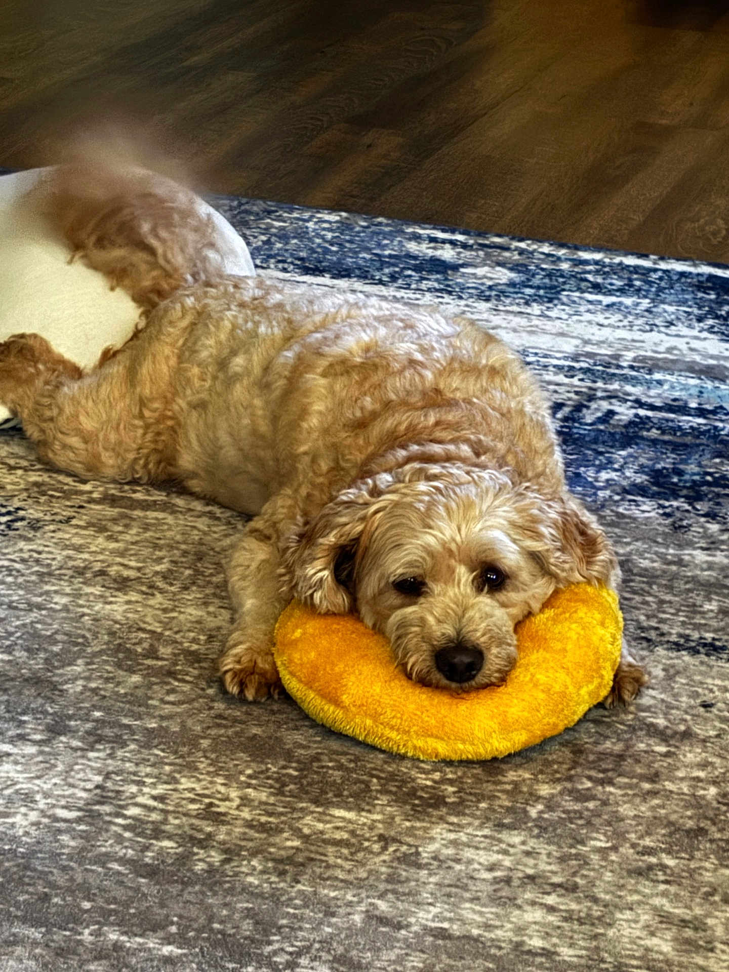 Cooper is registered to the contest to win money with this photo: dog, curly_fur, yellow_toy, plush_toy, carpet, rug, wooden_floor, indoor, pet, resting, laying_down, brown_dog, fluffy, cute, animal, comfort, relaxed, home, cozy, toy