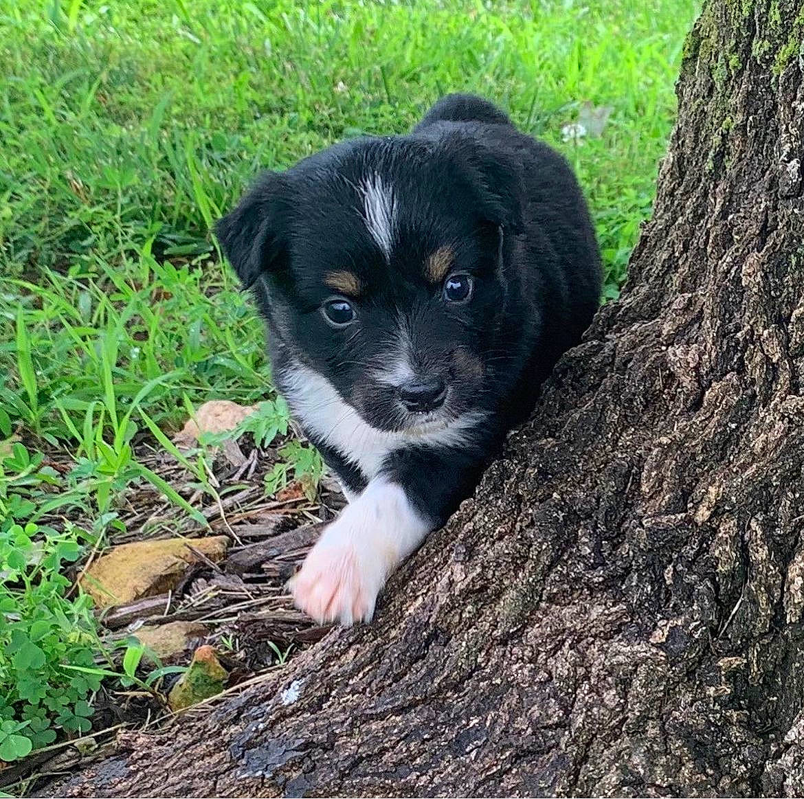 Millie joined the competition — help win amazing prizes! borador, canidae, carnivore, companion_dog, dog, dog_breed, fur, grass, groundcover, plant, puppy, snout, soil, sporting_group, terrestrial_animal, tree, trunk, whiskers, wood, working_animal