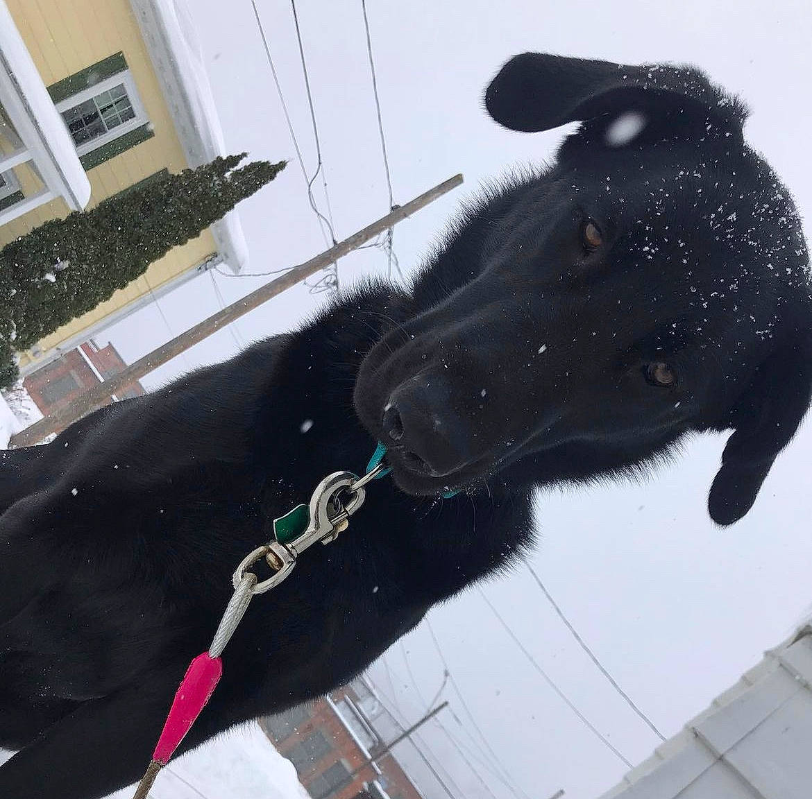 Ruger is registered to the contest to win money with this photo: canidae, collar, dog, dog_breed, dog_collar, electric_blue, freezing, fur, livestock, pack_animal, slope, snout, snow, sporting_group, terrestrial_animal, window, windshield, winter, wire, working_animal