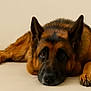 german_shepherd, dog, lying_down, pet, canine, fur, ears, face, paw, animal, mammal, domestic_animal, looking, resting, close_up, portrait, brown, black, indoor, neutral_background