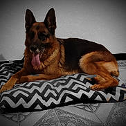 Princesse a rejoint le concours — aidez-le/la à gagner de superbes lots ! dog, german_shepherd, pet, animal, indoor, cushion, zigzag_pattern, floor, tile, tongue_out, resting, fur, ears, canine, mammal, laying_down, domestic_animal, companion, relaxed, home