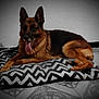 dog, german_shepherd, pet, animal, indoor, cushion, zigzag_pattern, floor, tile, tongue_out, resting, fur, ears, canine, mammal, laying_down, domestic_animal, companion, relaxed, home