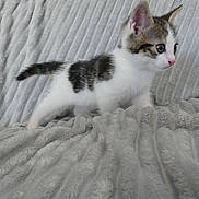 Vanille a rejoint le concours — aidez-le/la à gagner de superbes lots ! abyssinian, angora, animal, bed, blanket, cat, furniture, kitten, manx, pet, siamese, white