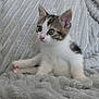 Vanille participe au concours pour gagner de l'argent avec cette photo : abyssinian, animal, blanket, cat, kitten, manx, pet, siamese, white
