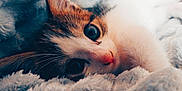 Vanille a rejoint le concours — aidez-le/la à gagner de superbes lots ! abyssinian, animal, blanket, cat, kitten, manx, pet, quilt, siamese