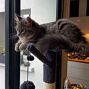 Mitsu participe au concours pour gagner de l'argent avec cette photo : basket, cat, cat_tree, cozy, domestic, feline, fluffy, fur, gray_cat, home, indoor, interior, kitchen, looking_outside, natural_light, pet, pom_poms, relaxed, vegetables, window