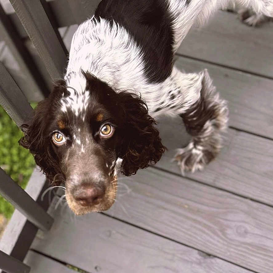 Lenard joined the competition — help win amazing prizes! animal, architecture, building, canine, cockerspaniel, deck, dog, handrail, hound, house, housing, papillon, patio, pet, pointer, poodle, porch, puppy, terrier, wood