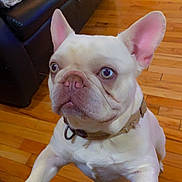 Louie is registered to the contest to win money with this photo: dog, french_bulldog, pet, indoor, wooden_floor, black_couch, curious, paws, ears, collar, light, closeup, animal, companion, domestic, canine, floor, leather, looking_up, home