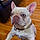 Louie