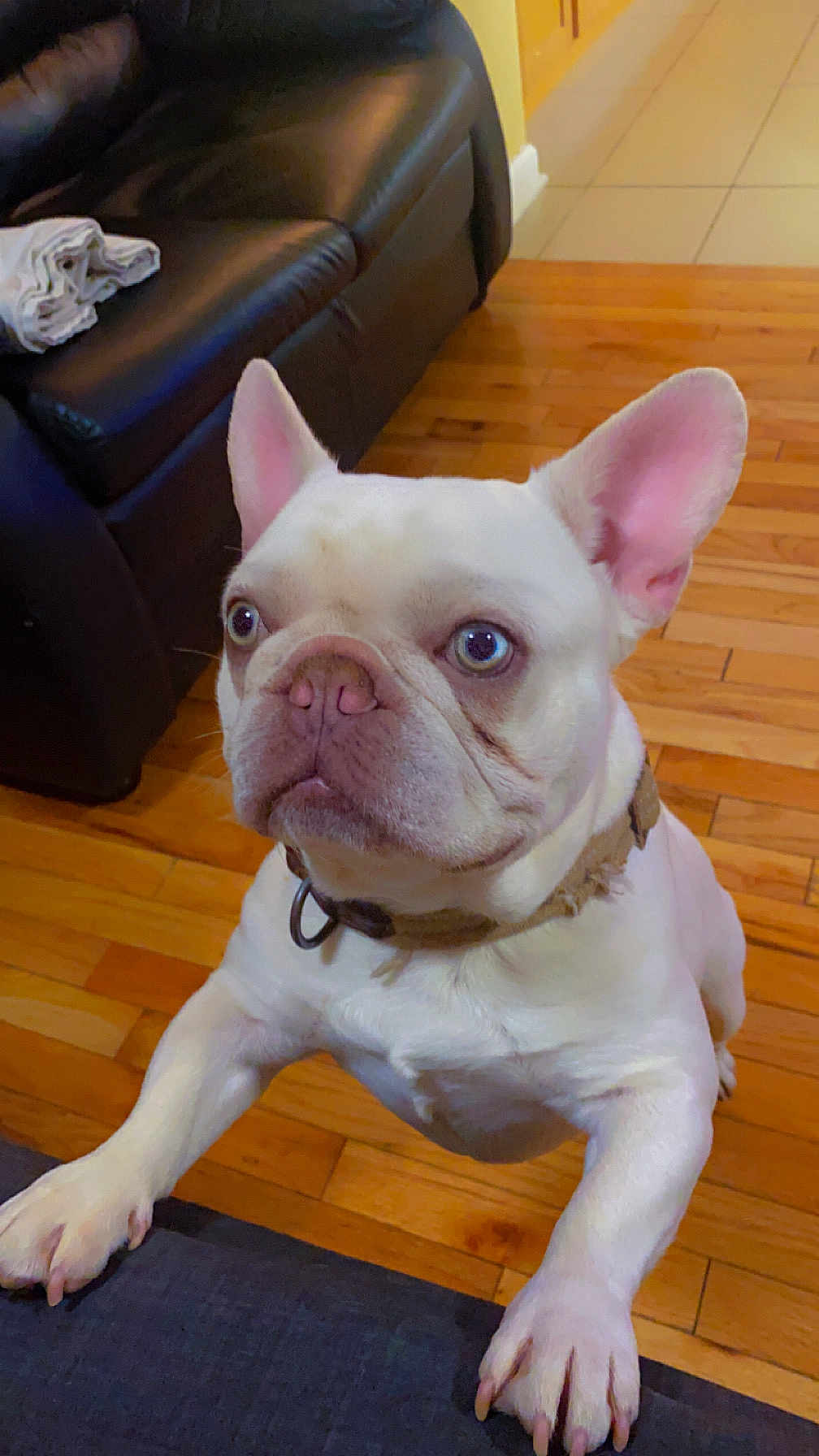Louie