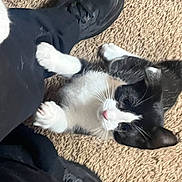 Felix joined the competition — help win amazing prizes! kitten, cat, black_and_white, paw, person, leg, shoe, black_pants, carpet, playing, cute, pet, indoor, animal, feline, clinging, curious, small, fur, whiskers