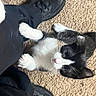 kitten, cat, black_and_white, paw, person, leg, shoe, black_pants, carpet, playing, cute, pet, indoor, animal, feline, clinging, curious, small, fur, whiskers