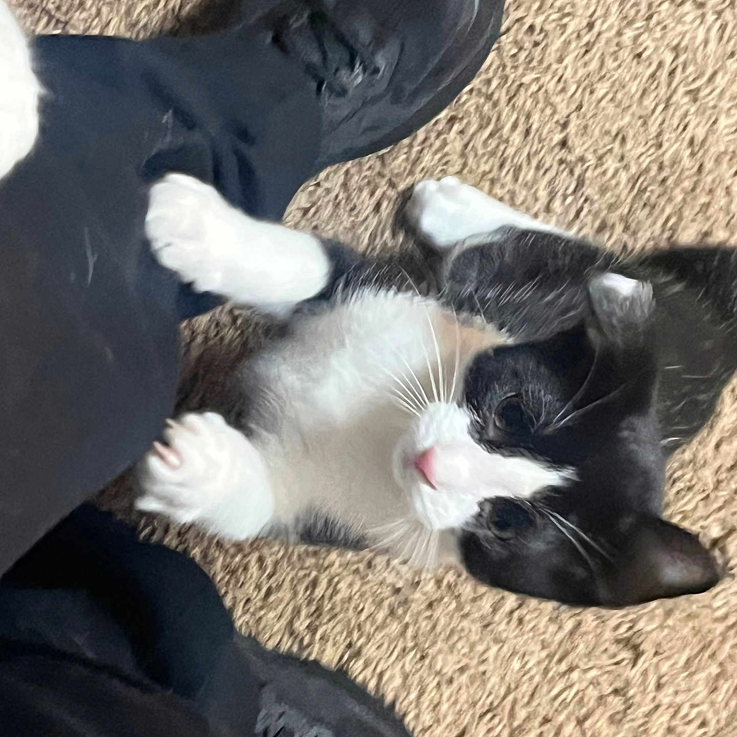 Felix