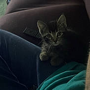 Noki is registered to the contest to win money with this photo: kitten, cat, tabby, pet, indoor, couch, remote_control, lap, person, clothing, blue_jeans, green_shirt, fur, whiskers, ears, eyes, home, furniture, curious, dim_lighting