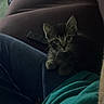 kitten, cat, tabby, pet, indoor, couch, remote_control, lap, person, clothing, blue_jeans, green_shirt, fur, whiskers, ears, eyes, home, furniture, curious, dim_lighting