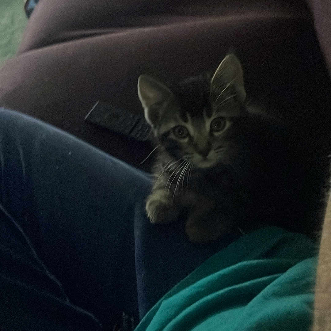 Noki