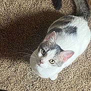 Kizzmit is registered to the contest to win money with this photo: cat, pet, animal, white, gray, green_eyes, tail, curled_tail, looking_up, carpet, indoor, fur, whiskers, cute, domestic_cat, mammal, portrait, curious, sitting, feline