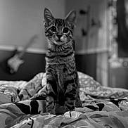 Bo Bo is registered to the contest to win money with this photo: cat, kitten, tabby, bed, indoor, animal, pet, feline, curious, sitting, black_and_white, blurred_background, guitar, room, cozy, patterned_bedspread, young_cat, whiskers, ears, portrait