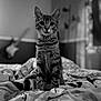 cat, kitten, tabby, bed, indoor, animal, pet, feline, curious, sitting, black_and_white, blurred_background, guitar, room, cozy, patterned_bedspread, young_cat, whiskers, ears, portrait