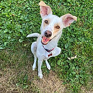 Prado a rejoint le concours — aidez-le/la à gagner de superbes lots ! animal, canine, collar, cute, dog, ears, friendly, grass, greenery, happy, looking_up, nature, outdoor, pet, playful, sitting, smiling, summer, tongue_out, white_dog
