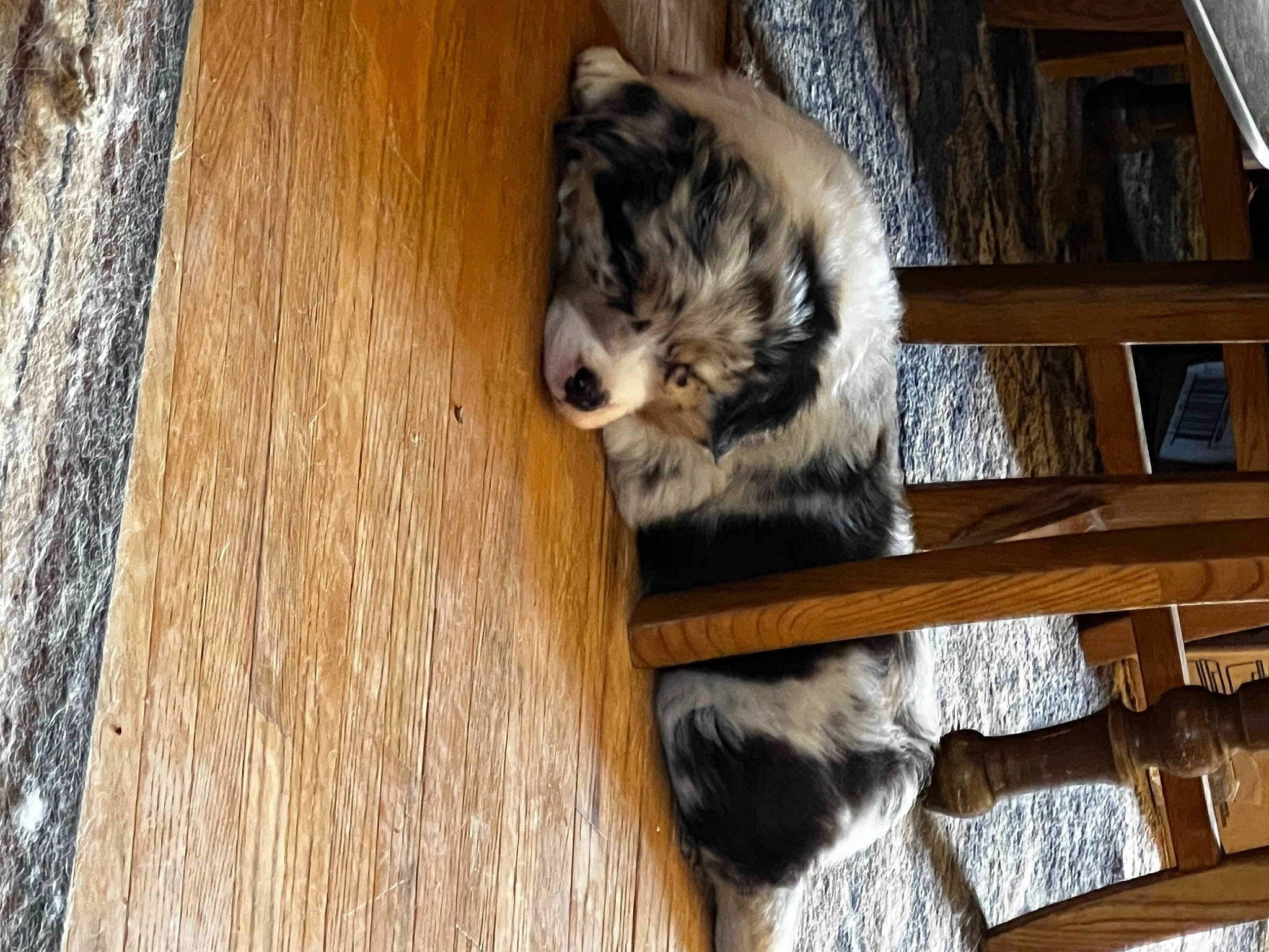 Susan B Anthony joined the competition — help win amazing prizes! canidae, carnivore, cat, companion_dog, dog_breed, fawn, felidae, flooring, fur, hardwood, plank, primate, small_to_medium_sized_cats, snout, sporting_group, tail, terrestrial_animal, whiskers, wildlife, wood