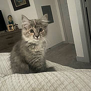 Luna is registered to the contest to win money with this photo: kitten, cat, indoor, bedroom, blanket, furniture, dresser, bobblehead, framed_photo, door, carpet, curious, pet, fluffy, gray_cat, young_cat, cute, animal, domestic_cat, sitting