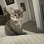 kitten, cat, indoor, bedroom, blanket, furniture, dresser, bobblehead, framed_photo, door, carpet, curious, pet, fluffy, gray_cat, young_cat, cute, animal, domestic_cat, sitting