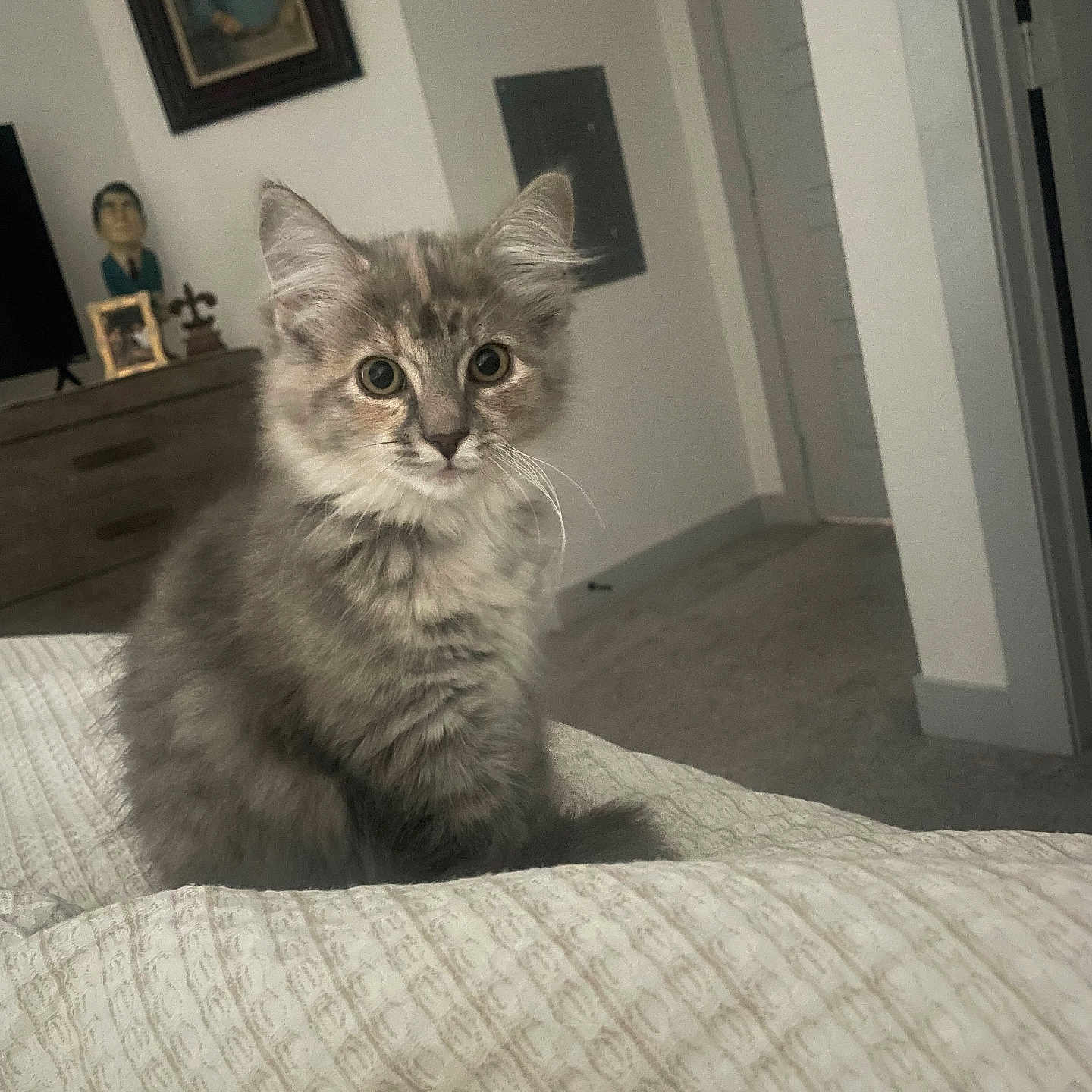 Luna is registered to the contest to win money with this photo: animal, bedroom, blanket, bobblehead, carpet, cat, curious, cute, domestic_cat, door, dresser, fluffy, framed_photo, furniture, gray_cat, indoor, kitten, pet, sitting, young_cat