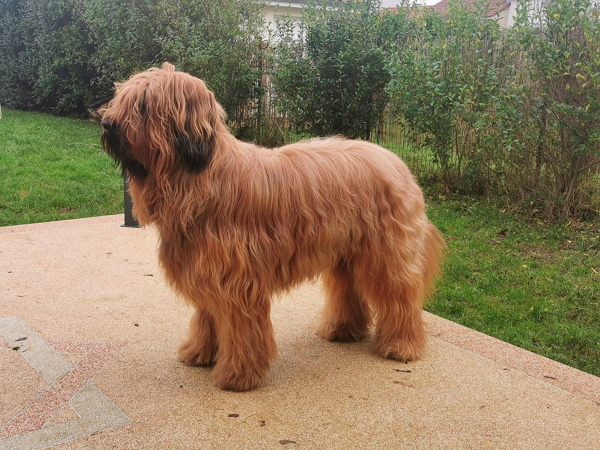 Ramses participe au concours pour gagner de l'argent avec cette photo : canidae, carnivore, companion_dog, dog, dog_breed, fawn, fur, giant_dog_breed, grass, liver, plant, snout, sporting_group, terrestrial_animal, terrier, tree, working_animal, working_dog