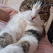 Kotton joined the competition — help win amazing prizes! cat, tabby, white_fur, close_up, paws, bedroom, blanket, pink, headboard, feline, pet, indoor, curious, soft_fur, whiskers, resting, animal, cute, domestic_cat, portrait
