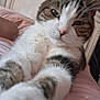 cat, tabby, white_fur, close_up, paws, bedroom, blanket, pink, headboard, feline, pet, indoor, curious, soft_fur, whiskers, resting, animal, cute, domestic_cat, portrait