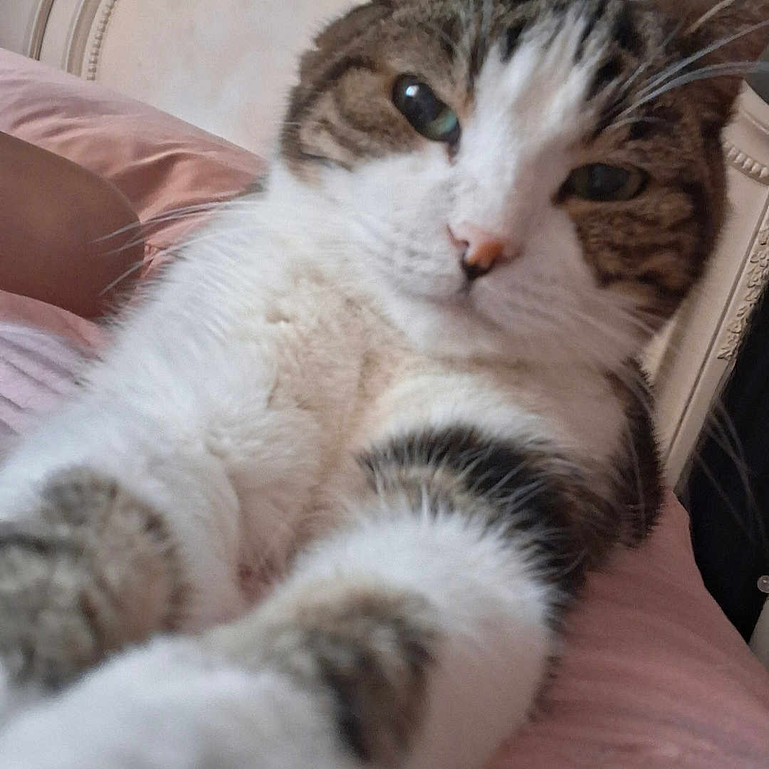 Kotton joined the competition — help win amazing prizes! animal, bedroom, blanket, cat, close_up, curious, cute, domestic_cat, feline, headboard, indoor, paws, pet, pink, portrait, resting, soft_fur, tabby, whiskers, white_fur