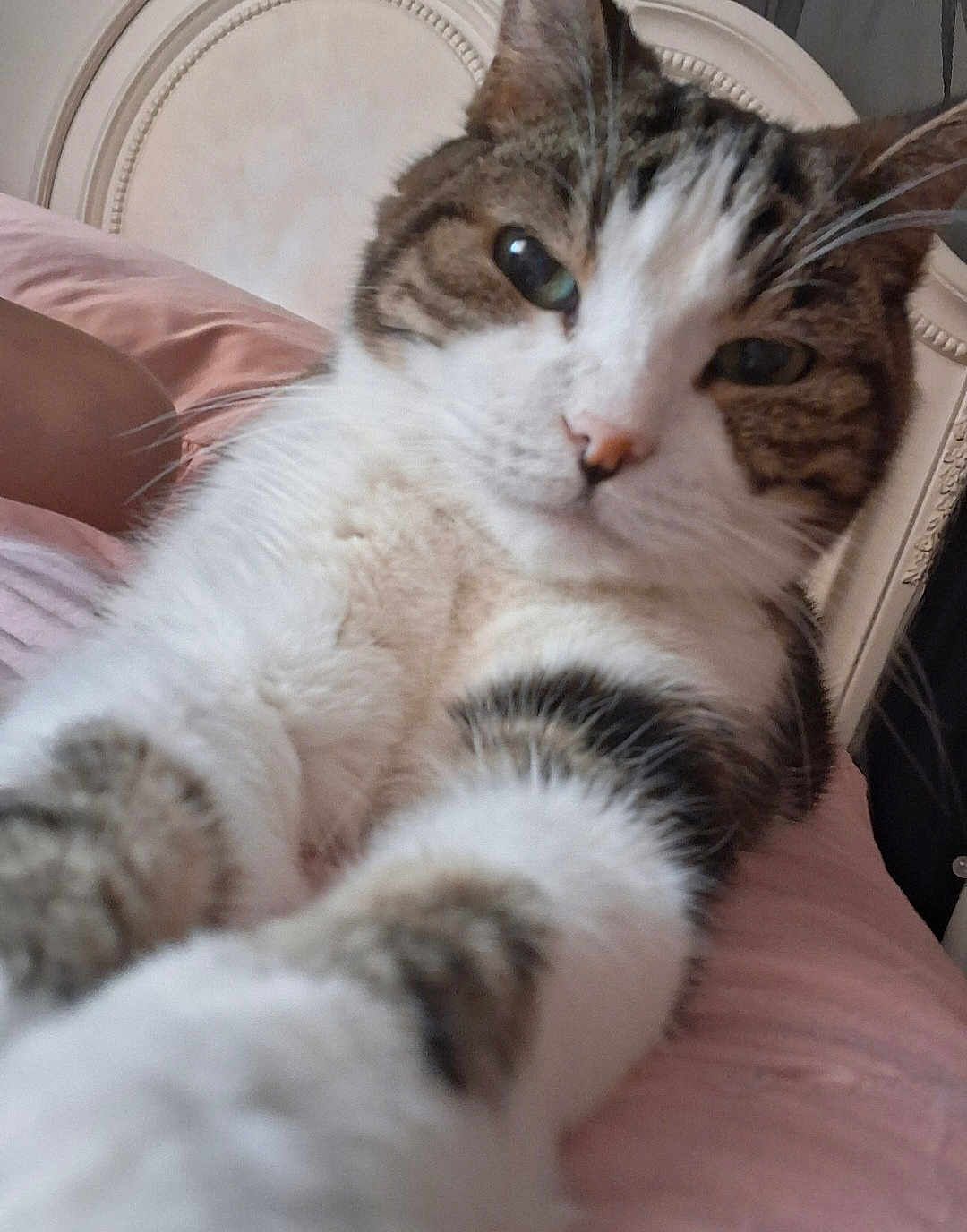 Kotton joined the competition — help win amazing prizes! cat, tabby, white_fur, close_up, paws, bedroom, blanket, pink, headboard, feline, pet, indoor, curious, soft_fur, whiskers, resting, animal, cute, domestic_cat, portrait