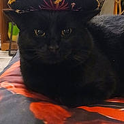 Jacks is registered to the contest to win money with this photo: animal, black_cat, cat, close_up, cozy, cute, decor, domestic, eyes, face, furniture, hat, headwear, indoors, pet, plant, portrait, relaxed, resting, whiskers