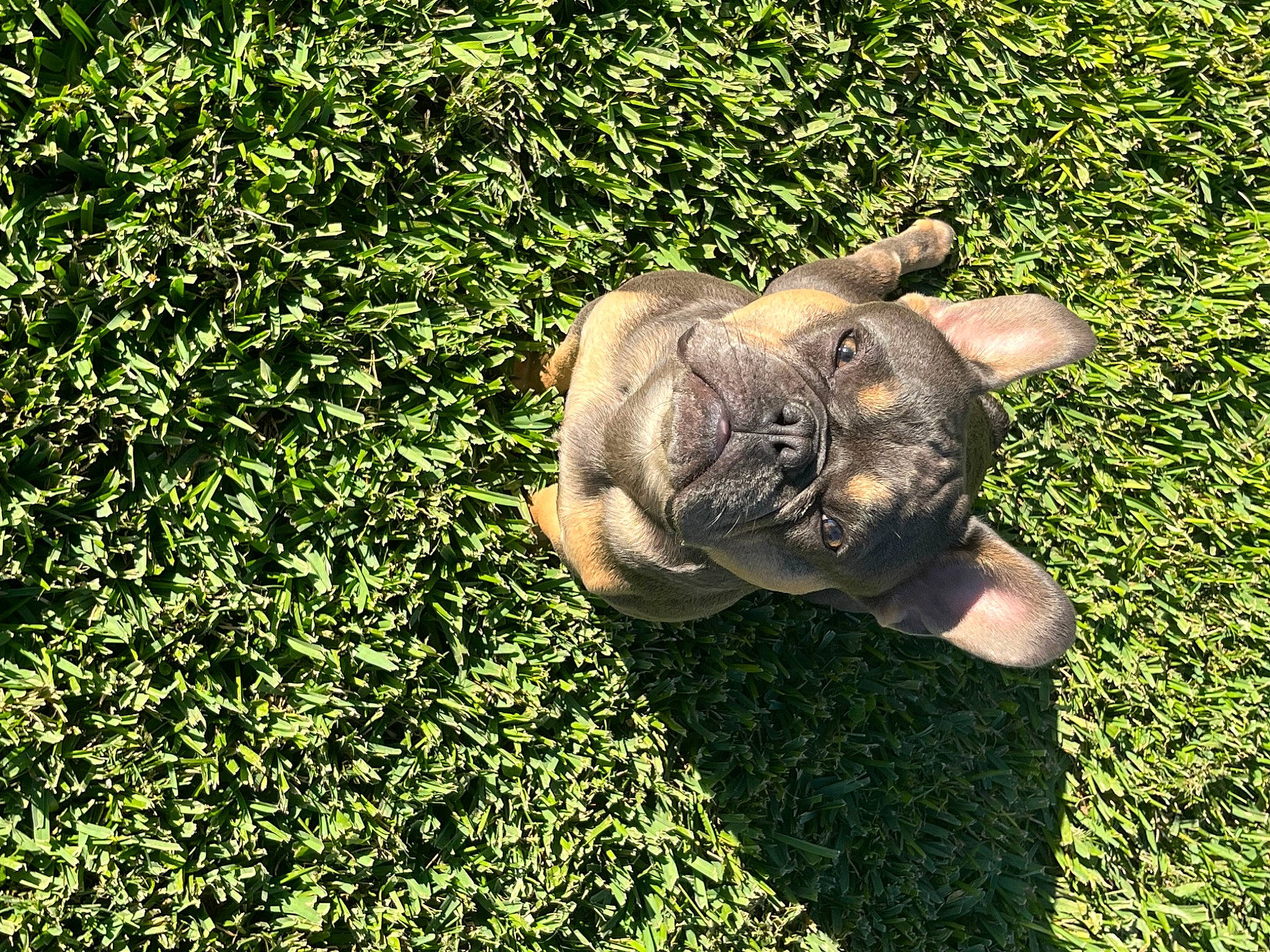 Chops is registered to the contest to win money with this photo: canidae, carnivore, companion_dog, dog_breed, fawn, felidae, fur, grass, groundcover, indian_rhinoceros, lawn, people_in_nature, plant, snout, sporting_group, tail, terrestrial_animal, whiskers, working_animal, wrinkle