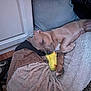brown_coat, cabinet, cozy, cushion, dog, hand, hardwood_floor, indoor, nap, paw, person_partial, pillow, plush_blanket, puppy, relaxed, rug, sleeping, snout, toy, yellow_toy