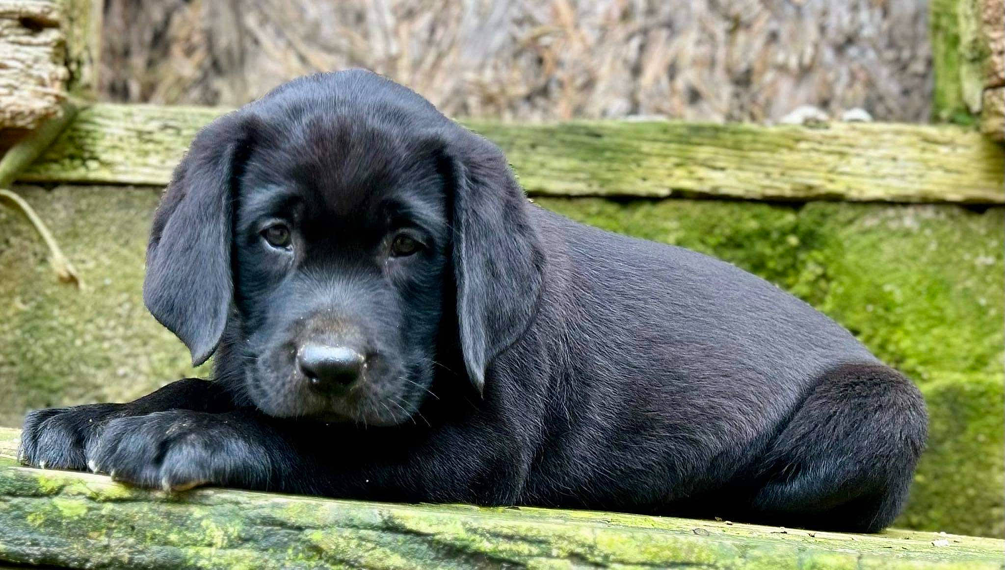 Maddox is registered to the contest to win money with this photo: borador, canidae, carnivore, companion_dog, dog, dog_breed, fur, grass, gun_dog, hunting_dog, liver, retriever, snout, sporting_group, tail, terrestrial_animal, whiskers, wildlife, wood, working_animal