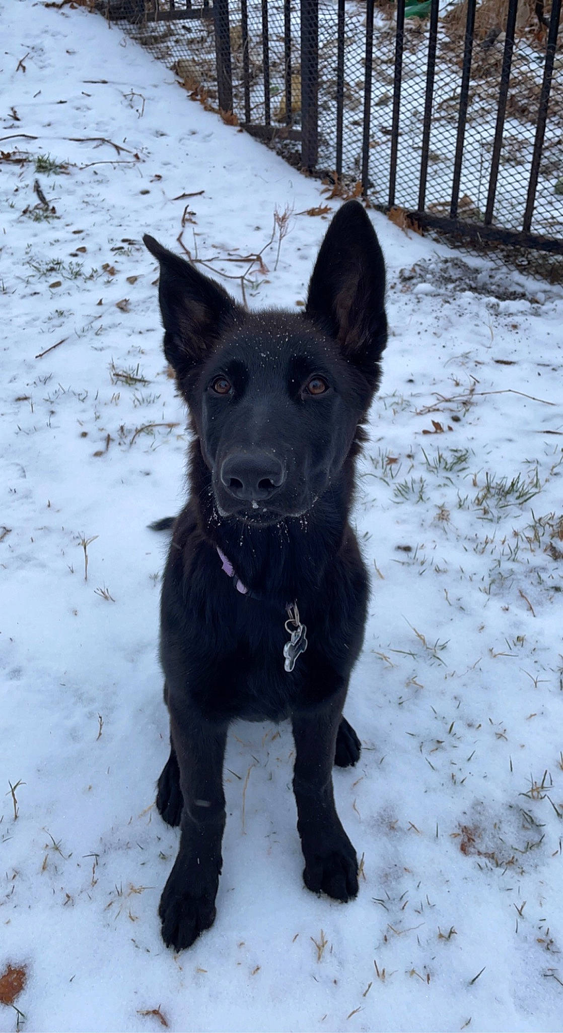 Berkeley is registered to the contest to win money with this photo: black_norwegian_elkhound, borador, canidae, carnivore, companion_dog, dog, dog_breed, fence, freezing, fur, guard_dog, herding_dog, snout, snow, sporting_group, tail, terrestrial_animal, winter, working_animal, working_dog