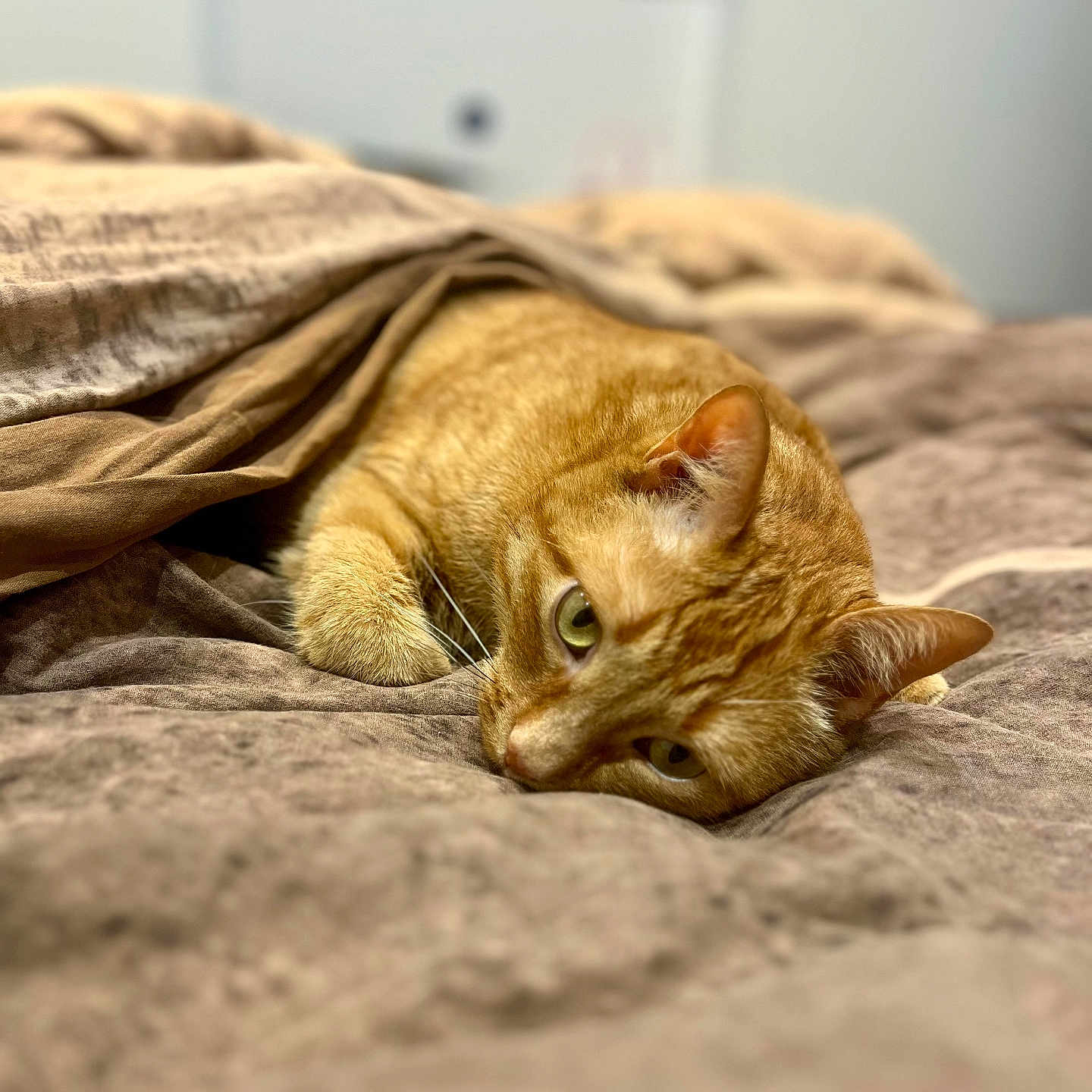 Abu a rejoint le concours — aidez-le/la à gagner de superbes lots ! animal, bed, blanket, cat, closeup, comfort, cozy, cute, ears, fur, indoor, lying_down, orange_tabby, pet, relaxed, resting, sleepy, soft_texture, warm_colors, whiskers