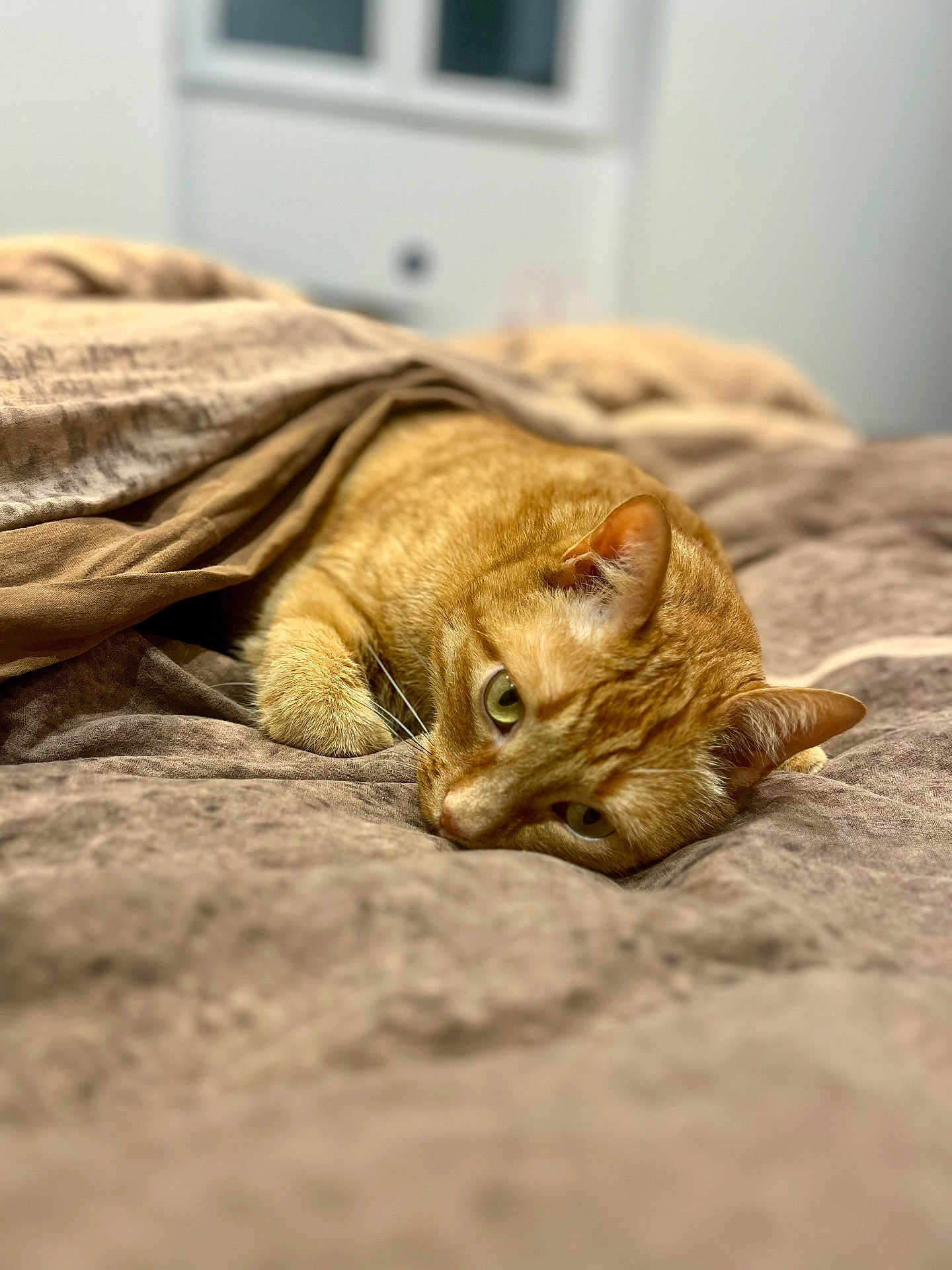 Abu a rejoint le concours — aidez-le/la à gagner de superbes lots ! cat, orange_tabby, blanket, bed, fur, cozy, indoor, resting, sleepy, closeup, soft_texture, warm_colors, pet, animal, cute, relaxed, whiskers, ears, lying_down, comfort