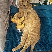 Abu participe au concours pour gagner de l'argent avec cette photo : cat, orange_tabby, plush_toy, blanket, cozy, indoor, relaxed, cute, pet, feline, patterned_throw, soft_texture, animal, domestic_cat, lying_down, clutching, toy, fur, whiskers, paws