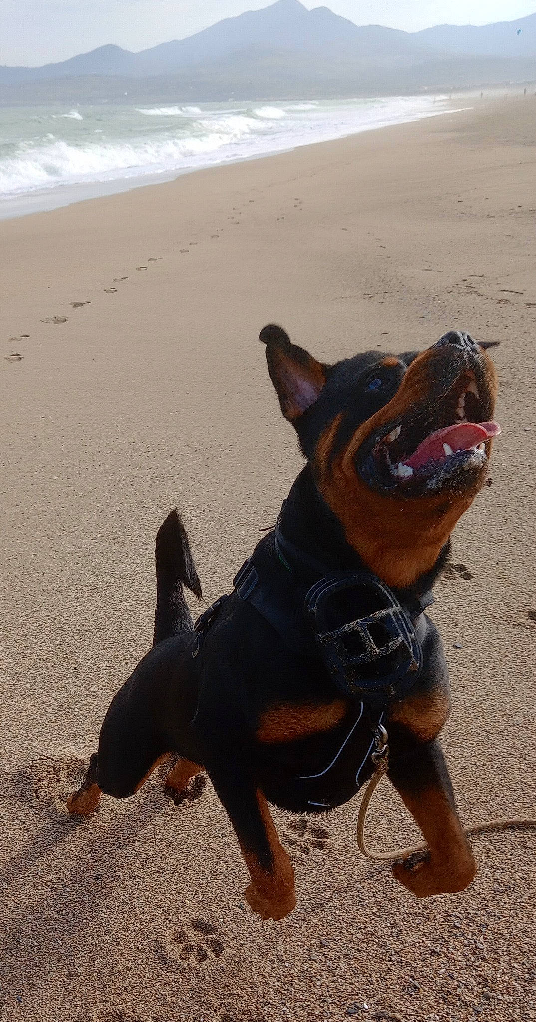 S'Tyson a rejoint le concours — aidez-le/la à gagner de superbes lots ! art, beach, carnivore, companion_dog, dog, dog_breed, dog_collar, fawn, fun, guard_dog, paw, pinscher, shadow, snout, terrestrial_animal, toy, toy_dog, water, whiskers, working_animal