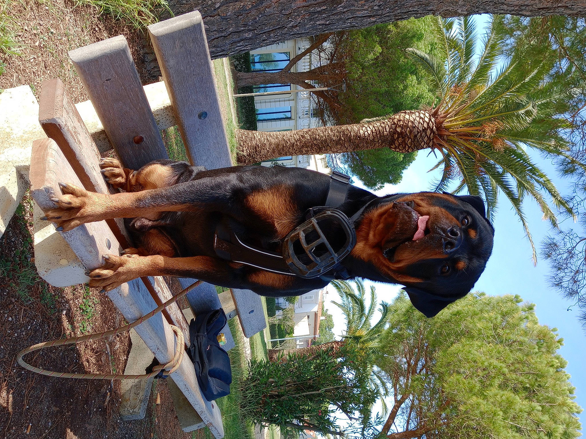 S'Tyson participe au concours pour gagner de l'argent avec cette photo : arecales, art, botany, fun, landscape, leisure, metal, palm_tree, plant, sculpture, sky, statue, terrestrial_animal, tree, trunk, window, wood, working_animal