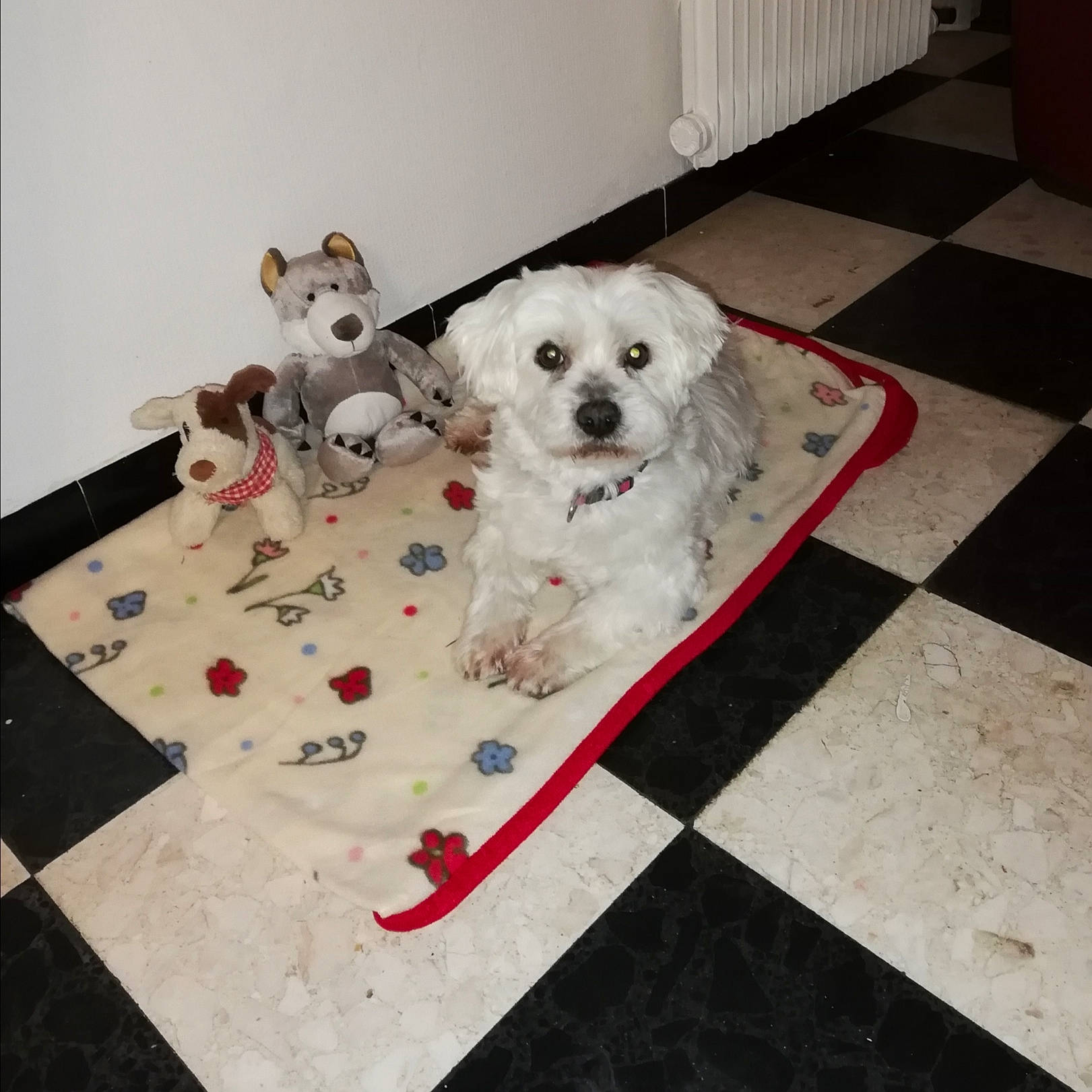 Eskymo participe au concours pour gagner de l'argent avec cette photo : bichon, bichon_frise, bolognese, bolonka, canidae, carnivore, companion_dog, dog, dog_breed, floor, flooring, havanese, maltese, non_sporting_group, puppy, rare_breed_dog, schnoodle, toy_dog, toy_poodle, west_highland_white_terrier