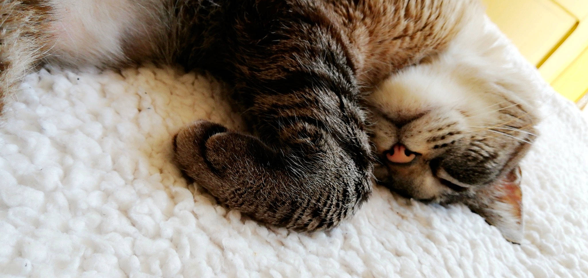 Nounou participe au concours pour gagner de l'argent avec cette photo : carnivore, cat, claw, close_up, dragon_li, european_shorthair, felidae, fur, kitten, nap, nose, paw, pixie_bob, polydactyl_cat, sleep, small_to_medium_sized_cats, snout, tabby_cat, textile, whiskers