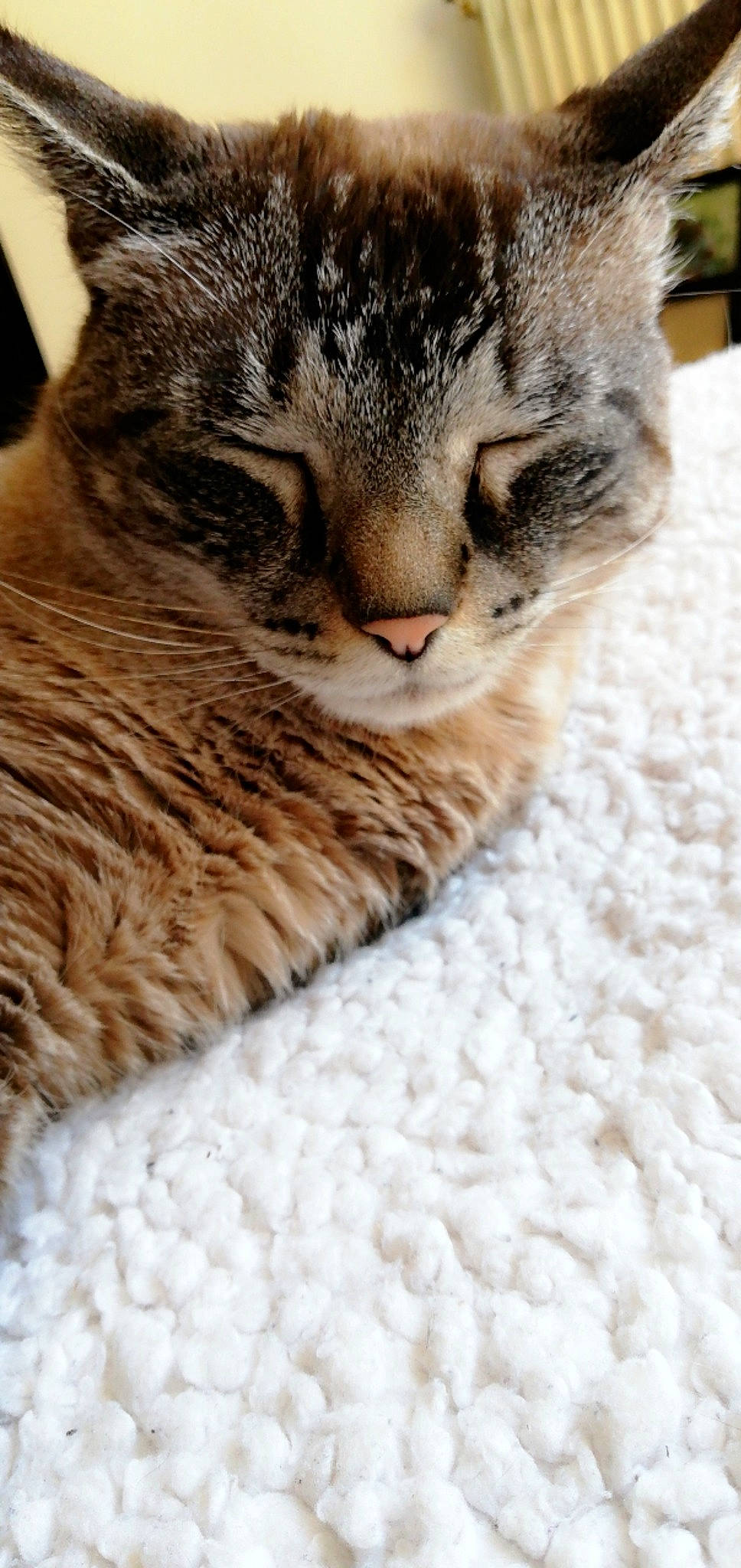 Nounou a rejoint le concours — aidez-le/la à gagner de superbes lots ! american_shorthair, asian, carnivore, cat, claw, close_up, domestic_short_haired_cat, dragon_li, european_shorthair, felidae, fur, kitten, mammal, nose, paw, pixie_bob, small_to_medium_sized_cats, snout, tabby_cat, whiskers