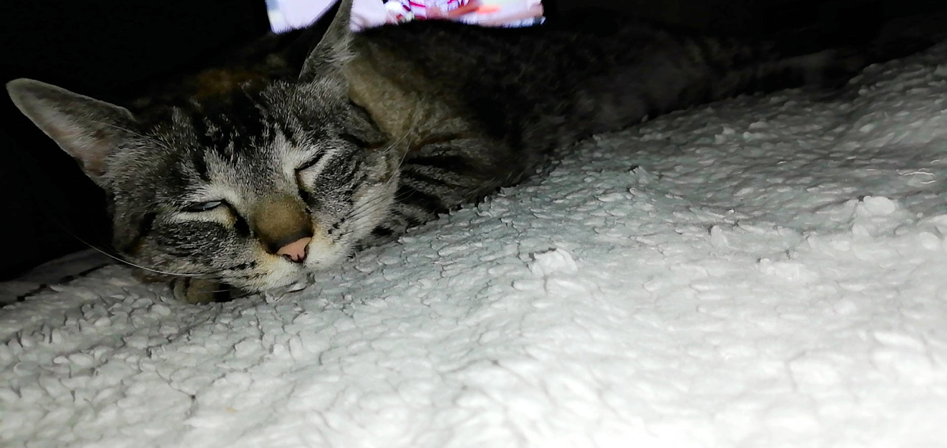 Nounou a rejoint le concours — aidez-le/la à gagner de superbes lots ! aegean_cat, american_shorthair, carnivore, cat, domestic_short_haired_cat, dragon_li, european_shorthair, eye, felidae, fur, kitten, norwegian_forest_cat, nose, paw, polydactyl_cat, sleep, small_to_medium_sized_cats, snout, tabby_cat, whiskers