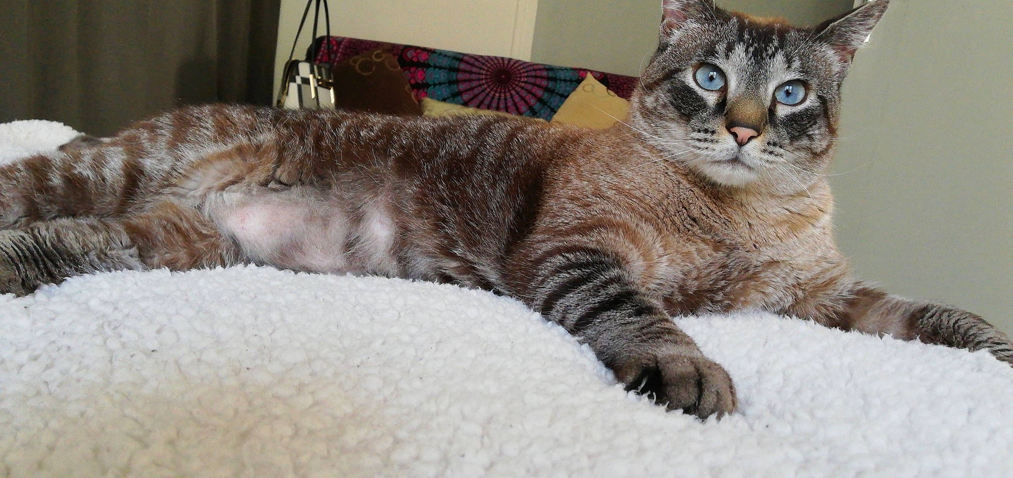 Nounou a rejoint le concours — aidez-le/la à gagner de superbes lots ! american_bobtail, american_shorthair, american_wirehair, arabian_mau, asian, australian_mist, carnivore, cat, domestic_short_haired_cat, dragon_li, european_shorthair, felidae, german_rex, kitten, mammal, pixie_bob, small_to_medium_sized_cats, tabby_cat, vertebrate, whiskers