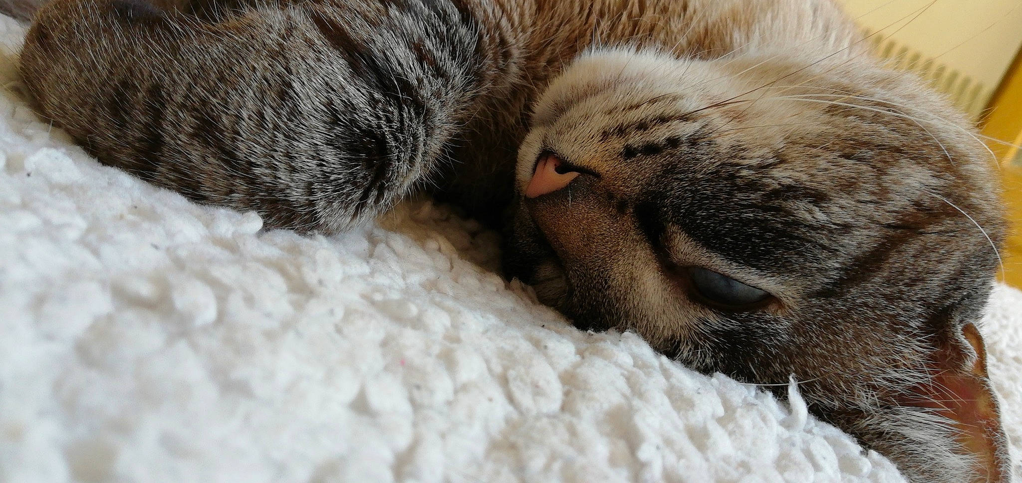 Nounou participe au concours pour gagner de l'argent avec cette photo : carnivore, cat, claw, close_up, european_shorthair, fawn, felidae, fur, kitten, nap, nose, paw, pixie_bob, polydactyl_cat, sleep, small_to_medium_sized_cats, snout, tabby_cat, whiskers