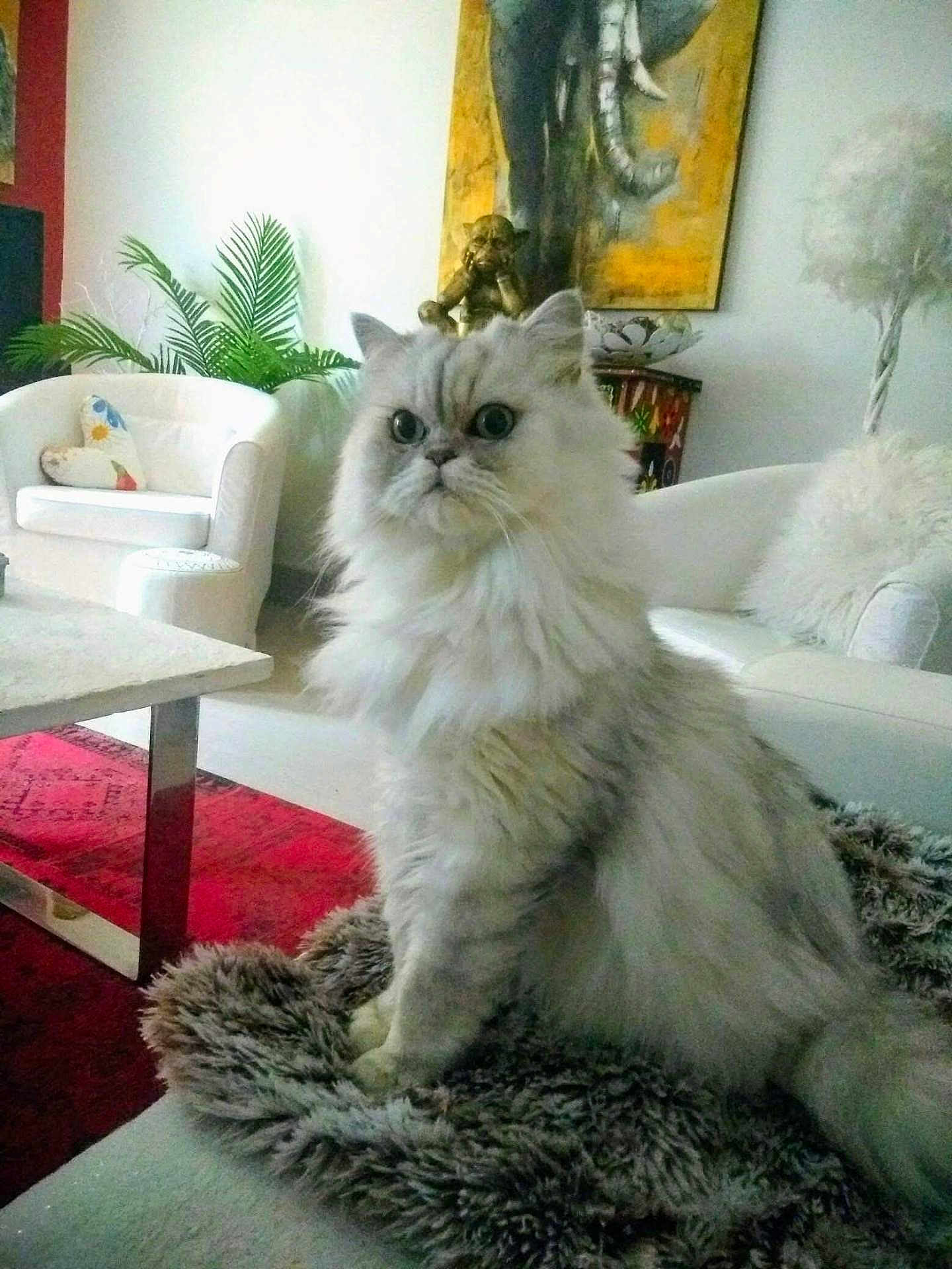 Flocon participe au concours pour gagner de l'argent avec cette photo : cat, fluffy, white_cat, pet, indoor, living_room, furniture, chair, cushion, plant, painting, carpet, table, decor, cozy, furry_blanket, portrait, animal, cute, eyes
